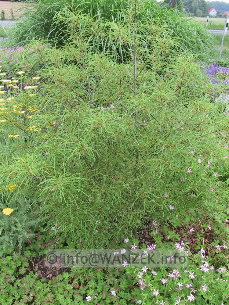 Rhamnus frangula Asplenifolia 02.jpg